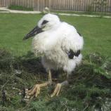 tl_files/02 Bayern/02 DFO Bayern/03 Auffangstationen/Regenstauf/Weissstorch jung.jpg tl_files/02 Bayern/02 DFO Bayern/03 Auffangstationen/Regenstauf/Weissstorch jung.jpg